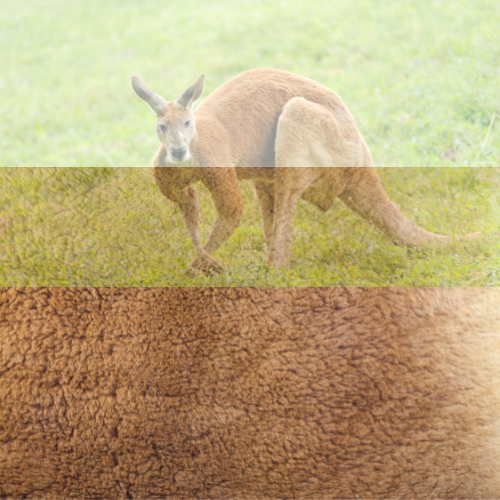 Da Kangaroo tự nhiên